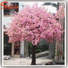Cherry Blossom Plant Kopen Best Flower Wallpaper