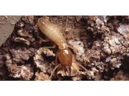 Reason to hire professional pest control in st. Pest Control St Augustine Florida