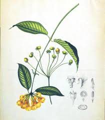 Image result for Gutenbergia