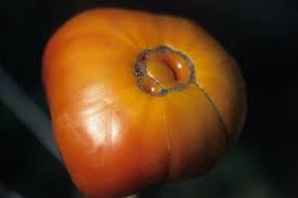 This disorder is believed to be a strategy to conserve moisture. How To Identify And Prevent Catfacing Of Tomatoes Gardener S Path