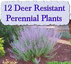 Decadence blueberry sundae twilight prairieblues. 120 Deer Resistant Plants Ideas Deer Resistant Plants Plants Perennials