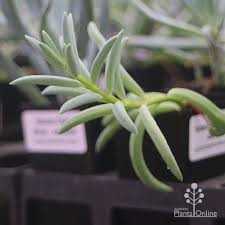 Image result for Senecio subsessilis