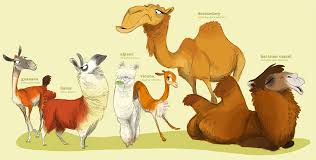 Heffydoodle Camelidae Png 1480 749 Hayvanlar Resim