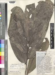 Image result for Uvariodendron