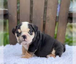 I have four beautiful red and white english bulldog puppies for sale. View Ad Bulldog Puppy For Sale Near Florida Palm Beach Usa Adn 255893