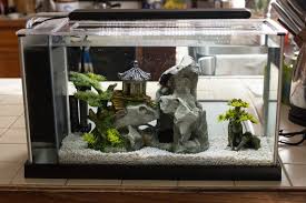 Most are dumbo ear halfmoon betta fish but there is one crowntail betta fish. Halfmoon Betta Fish Care And Tips Pethelpful By Fellow Animal Lovers And Experts