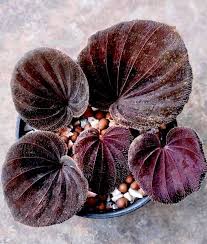 Image result for Nervilia petraea