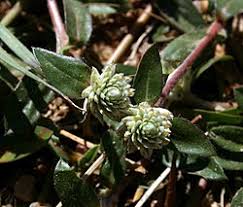 Image result for Gomphrena celosioides