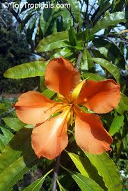 Image result for Cienfuegosia gerrardii