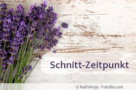 Dann werden nur die blütenstände entfernt. Lavendel Zuruckschneiden Im Fruhjahr Oder Herbst Gartenlexikon De