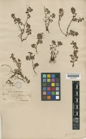 Image result for Laurembergia tetrandra