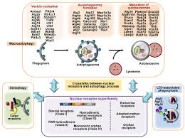 Antique metal kitchen tables expands antonyme de calmet. Cells Free Full Text Nuclear Receptors As Autophagy Based Antimicrobial Therapeutics Html