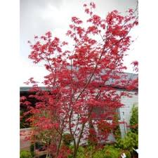 Sold out _____ acer palmatum 'shin deshojo' shin deshojo japanese maple. Acer Palmatum Shindeshojo