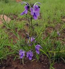 Image result for Rotheca wildii