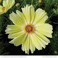 New Annuals And Tender Perennials Cosmos Flowers Types Of Flowers Perennials
