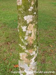 Image result for Syzygium niassense