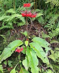 Image result for Scepocarpus