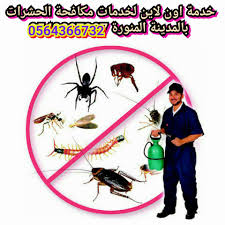 شركة مكافحة حشرات بالمدينة المنورة 0542637185 شركة خدمة اون لاين ابادة جميع انواع القوارض Pest Control Pest Control Services Pest Removal