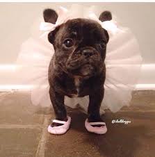 French bulldog costume french bulldog clothes mini french bulldogs french bulldog art photo vintage photos with dog dog pictures bulldog pics bulldog frances. French Bulldog In Ballerina Costume Cute Animals Adorable Dog Animal Pets Puppies Funny Animals French Bulldog Frenchie French Cute Animals Cute Dogs Cute Pugs