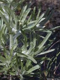 Image result for Gnaphalium unionis