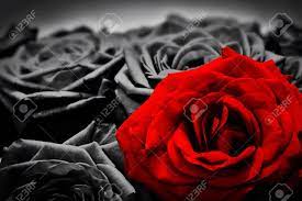 Red and black flowers card. Romantic Greeting Card Of Red Rose Against Black And White Roses Valentines Day Mothers Day Anniversary Flowers Etc Stock Photo Picture And Royalty Free Image Image 43169338