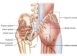 . key method nerve decompression on the lateral surface of the ischial tuberosity was. Inferior Cluneal Nerve Entrapment Lower Extremity Springerlink