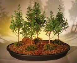 They are very suitable for bonsai purposes, but for unknown reasons cedar bonsai are quite rare. Eastern White Cedar Bonsai Treefive 5 Tree Forest Group Chamecyparis Thoides Andelensis Little Jaime