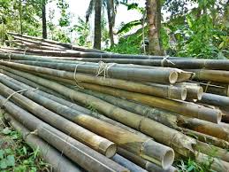 We did not find results for: Dari Tanaman Jadi Dagangan