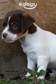 Check spelling or type a new query. Suesser Jack Russel Terrier Jack Russell Terrier Jack Russel Welpe Terrier