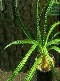 Image result for Crinum ornatum (Aiton) Herb.