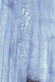 Image result for Monadenium spinulosum