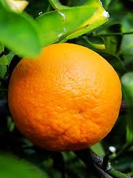 Lemons, limes, mandarins, oranges, tangelos, pomelos, grapefruits and lemonades. Citrus Trees For Sale Buy Citrus Plants Online The Tree Center