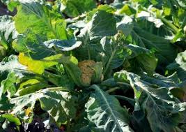 How to grow cauliflower at home. Cauliflower Growing Problems And Solutions