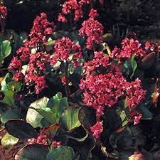 Filipendulina) is less aggressive and blooms from early summer to early fall. Bergenia Seeds Red Perennial Flowers Winter Hardy To Zone 3 Caribbeangardenseed