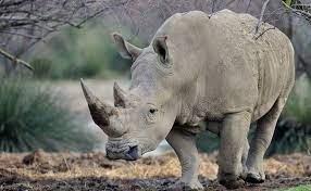 جهود بكينيا لحماية وحيد القرن الأبيض من الانقراض. Ù…Ø§ Ø³Ø¨Ø¨ Ø§Ù†Ù‚Ø±Ø§Ø¶ ÙˆØ­ÙŠØ¯ Ø§Ù„Ù‚Ø±Ù† Ù…ÙˆØ³ÙˆØ¹Ø©
