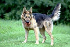 Why Do Dogs Wag Their Tails The Healthy Pet Club
