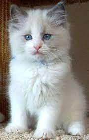 Find local ragdoll in cats and kittens in the uk and ireland. Cute Rag Doll Baby Cats And Kittens Cats Pretty Cats