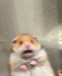 Maxinnehope Cartoon Meme Lustige Tierzitate Lustige Haustiere