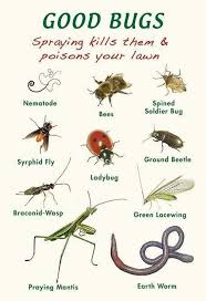 When cultivated potatoes were brought west by the pioneers, potato bugs had no trouble adjusting and enjoying the feast and have followed potato crops wherever they might lead ever since. 12 Potato Bugs Ideas Organic Gardening Garden Pests Potato Bugs
