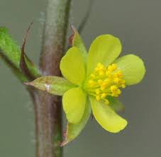 Image result for Corchorus argillicola