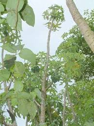 Image result for Vasconcellea pubescens