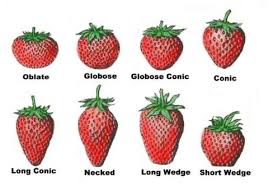 Pin By Henry Varro On A Green Thumb Growing Strawberries Strawberry Plants Fall Garden Vegetables