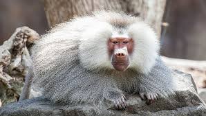 Baboon eshte aplikacion shqiptar ku porosit ushqim online nga kompjuteri, tablet apo celulari. Hamadryas Baboon Baboons Monkeys Auckland Zoo