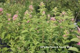 Image result for Ruspolia seticalyx