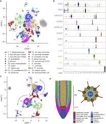Merkel cells originate from neural crest cells and are responsible for the perception of gentle touch. A Single Cell Rna Sequencing Profiles The Developmental Landscape Of Arabidopsis Root Sciencedirect