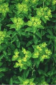 Image result for Euphorbia jubata