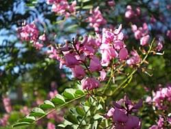 Image result for Indigofera ischnoclada