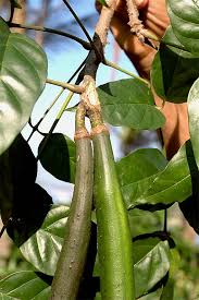 Image result for Dolichandrone alba