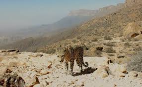 The ground color is typically yellowish above and white below. 70 Arabian Leopard Ù†Ù…Ø± Ø¹Ø±Ø¨ÙŠ Ideas Arabians Leopards Panthera Pardus