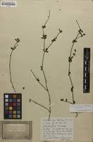 Image result for Justicia protracta